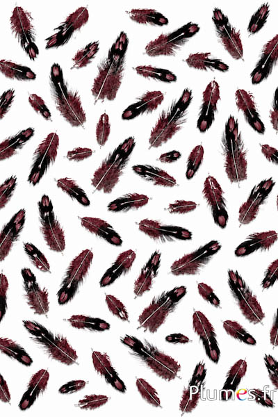 Hahn Sonnerat - 1-3 cm - bordeaux